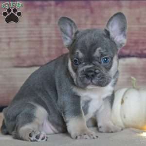 Maple, French Bulldog Puppy